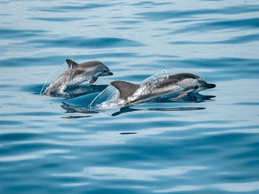 Watching dolphins in the sea